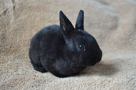 Mini Rex Rabbit Facts Care Diet Pictures And More Hepper