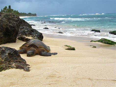 Nicknamed Turtle Beach Laniakea Beach Is A Well Known Surfing Spot