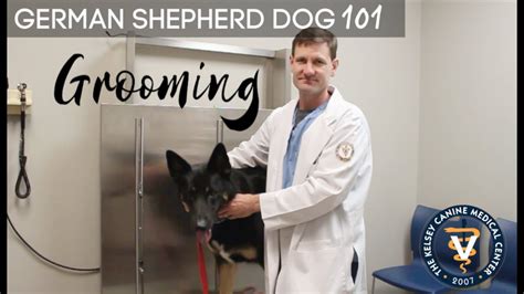 German Shepherd Dog Grooming Tips Youtube