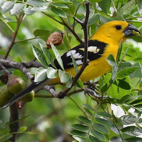 Golden Grosbeak Pheucticus Chrysogaster