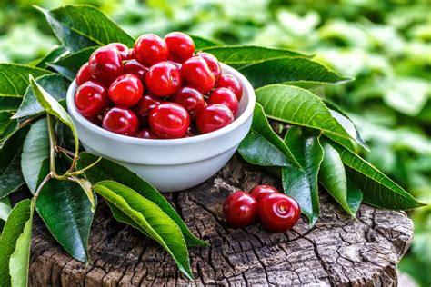 What Is The Gout Fighting Ability Of Tart Cherries