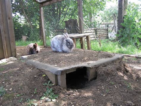 Underground Hide Away For Rabbits Could Make The Top Open For Safety