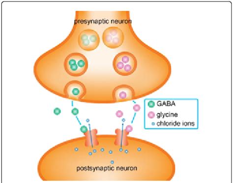 Neurotransmitter glycine is taken up from synapse by GlyT1 transporter... | Download Scientific ...