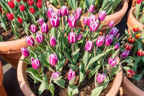 Planting Tulips In Pots 20 Tips And Photo Inspiration