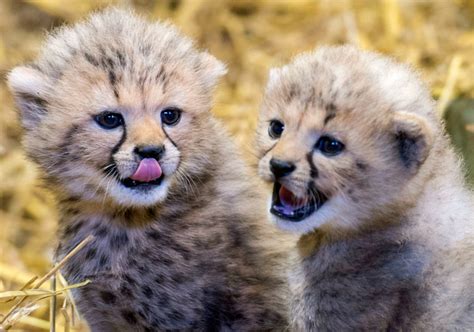 Chirpin Cheetahs Twin Cubs Born At Longleat Safari