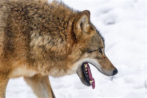 Wolf In The Snow With Open Mouth This Nice Wolf Was Pacin Flickr