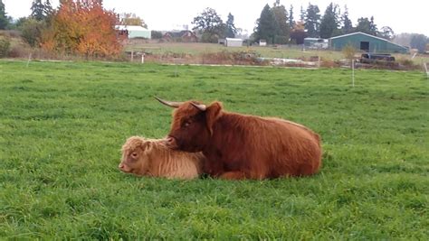 Asman Highland Cattle: Farm pictures