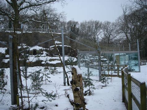 Snow Leopard Enclosure With Snow Zoochat