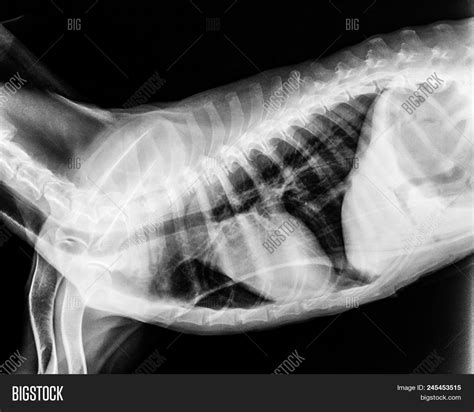 X Ray Film Dog Lateral Image And Photo Free Trial Bigstock