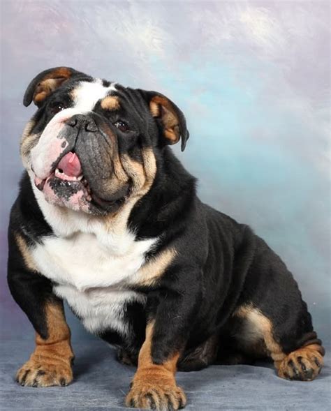 Here are 10 adorable pictures of standard and non standard colors the english bulldog coat comes in a variety of colorsthere are. 40 best Blue English Bulldog images on Pinterest | English ...