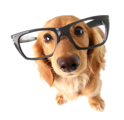 Dog With Glasses 1080 Animal Vision Center Of Va
