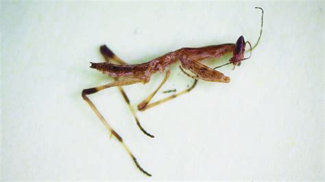 Praying Mantis Parasite Dfw Urban Wildlife