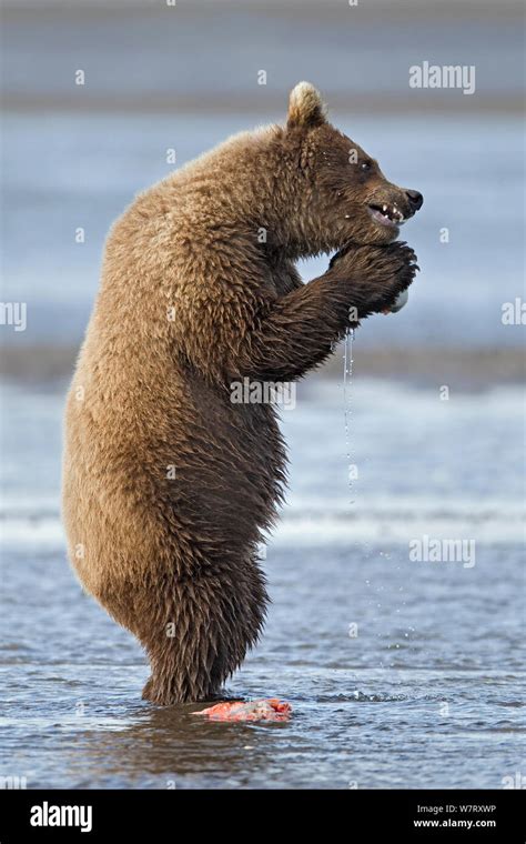 Grizzly Bear Ursus Arctos Horribilis Juvenile Standing On Hind Legs