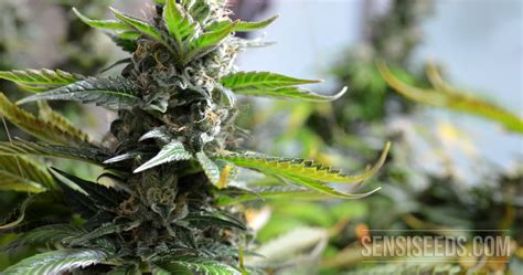 Cannabis Strain Focus Super Skunk From Sensi Seeds