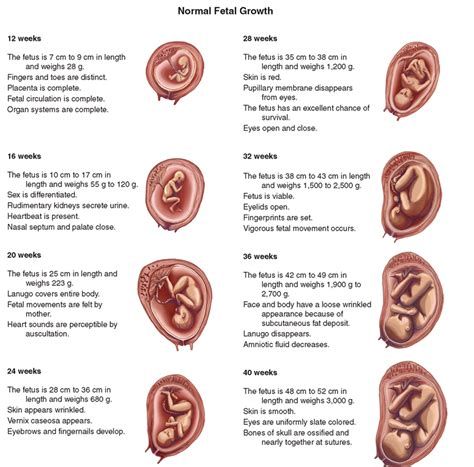 Prenatal Conception To Birth