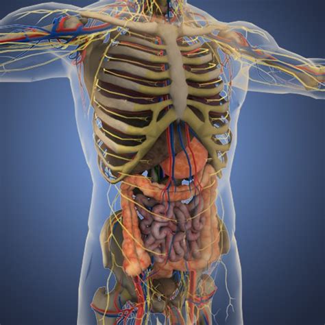 Learn more here you are seeing a 360° image instead. human male anatomy body 3d obj
