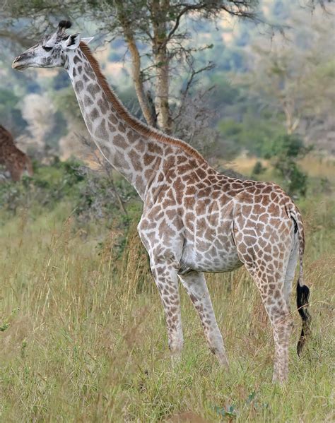 Giraffa Giraffe Abcdefwiki