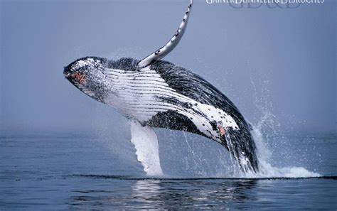 Check spelling or type a new query. Buckelwal wallpapers | Whale, Humpback whale, Wallpaper