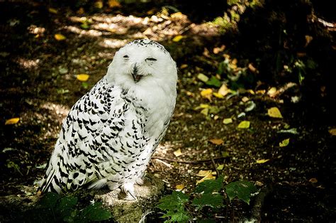Laughing Snow Owl Photograph By Patrick Boening Fine Art America