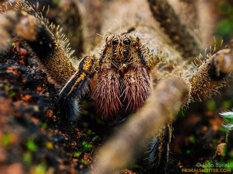 Phoneutria Sp Ctenidae Brazilian Wandering Spider Ara Flickr