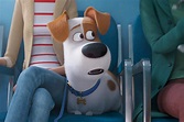 Is The Secret Life of Pets 2 Appropriate for Young Children? - Life ...