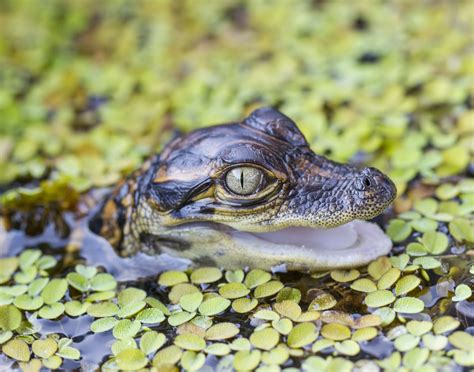 5 Fun Facts About Baby Alligators