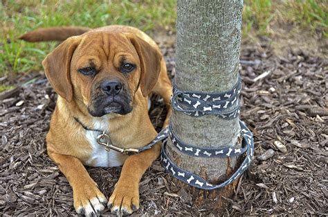 There's hardly a malaysian who doesn't love animals, and it shows in how we're always clicking 'share' on cute cat videos that we come across on social media. Attorney General secures jail-time convictions in three ...