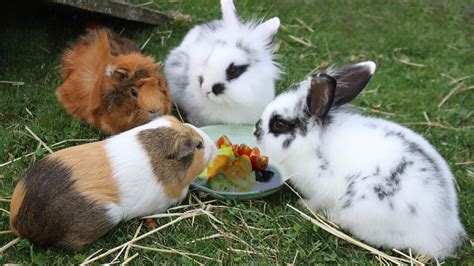 Can You Keep A Rabbit Guinea Pig Or Hamster Together In The Same Cage