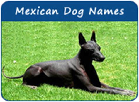 List of mexican dog names. Mexican Dog Names, Unique Dog Names of Mexican Origin, Page 1