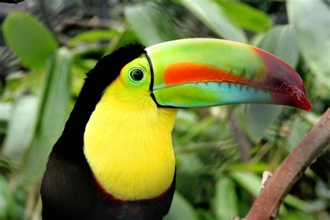 Top 136 Deciduous Rainforest Animals