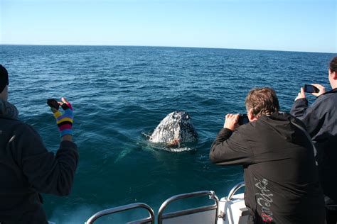Category Whale Watching Western Australia Legend Charters