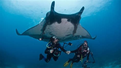 Whats The Difference Between Manta Rays And Stingrays Howstuffworks