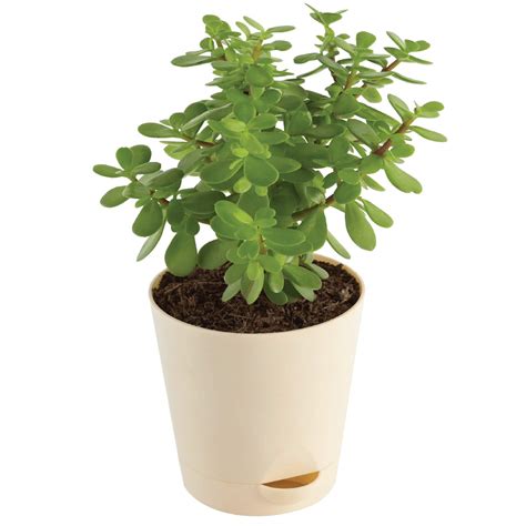 Ugaoo Good Luck Jade Plant With Self Watering Pot Home