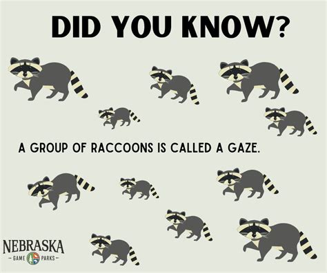 What Is A Group Of Raccoons Called Animalspick
