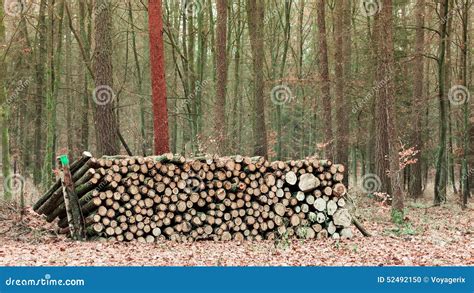 Big Pile Of Wood In Autumn Forest Stock Photo Image Of Material