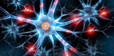 Neurônios Resumo O Que São Funções Tecido Nervoso
