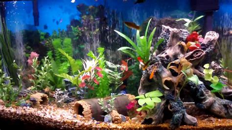 Best Fish Tank Aquarium I Ever Created Beautiful Youtube