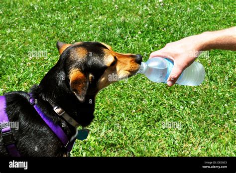 Dog Drinking Water Stock Photo Alamy