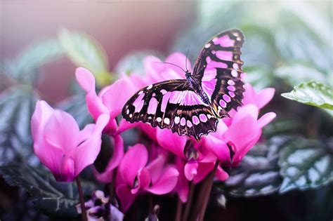 Photography Of Pink And Black Butterfly On Pink Petal Flower Hd