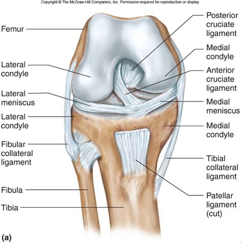 There are many shoulder ligaments which each play an important role in shoulder joint stabilization to various degrees: Anterior Cruciate Ligament (ACL) Injuries - Core EM
