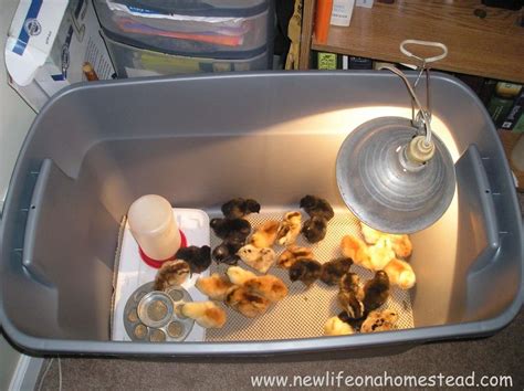 Diy Brooder Box How To Make Yours • New Life On A Homestead Chicken Brooder Brooder Box