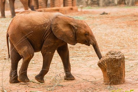 Baby African Elephants Are Playing With A Single Stock Photo Download