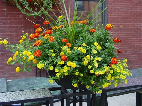 Marigolds As Container Plants Container Gardening Flowers Container