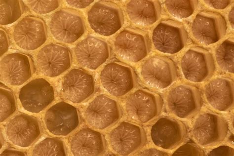 What You Should Know About Trypophobia — The Extreme Aversion To