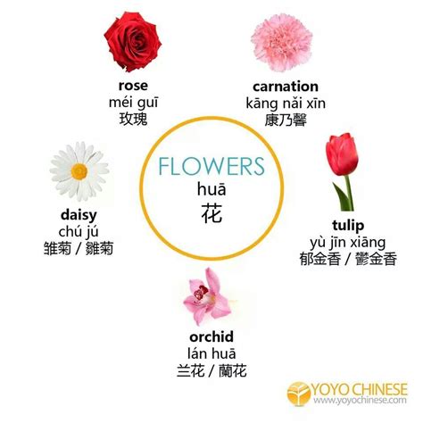 Flowers Chinese Language Words Chinese Words Chinese Language