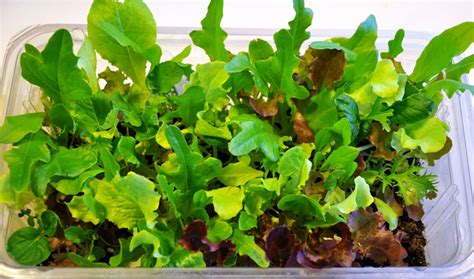 A mild, buttery taste with a floral like quality. How to grow Lettuce