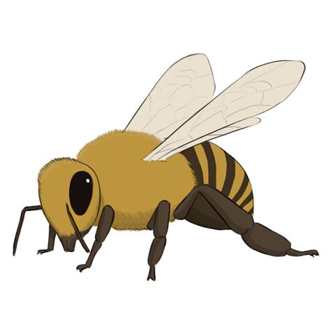 Honey Bee Flying Drawing