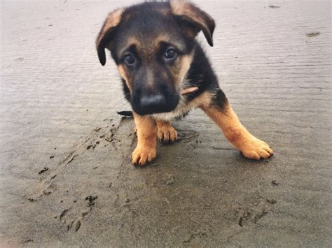 I Took My New German Shepherd Puppy To The Beach Last Weekend His