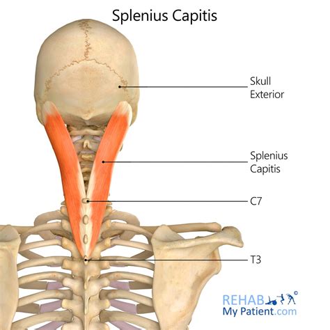 Splenius Capitis Rehab My Patient