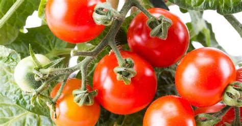 Here Are The Best Tomato Growing Tips And Tips For Having A Great